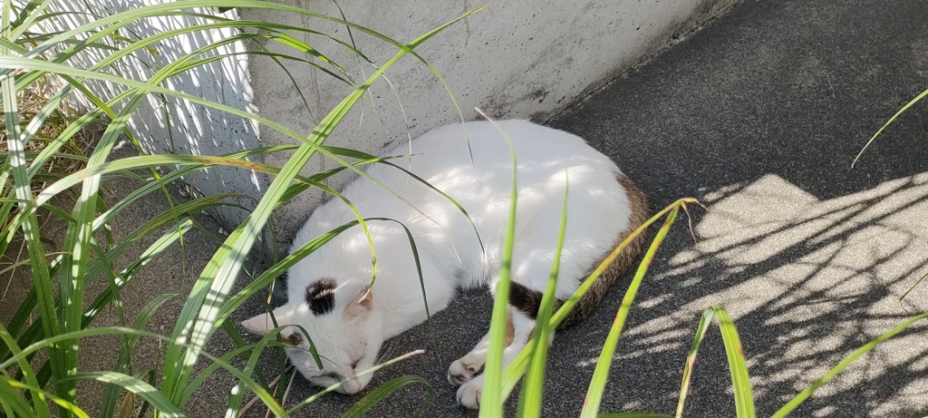 スヤーッ