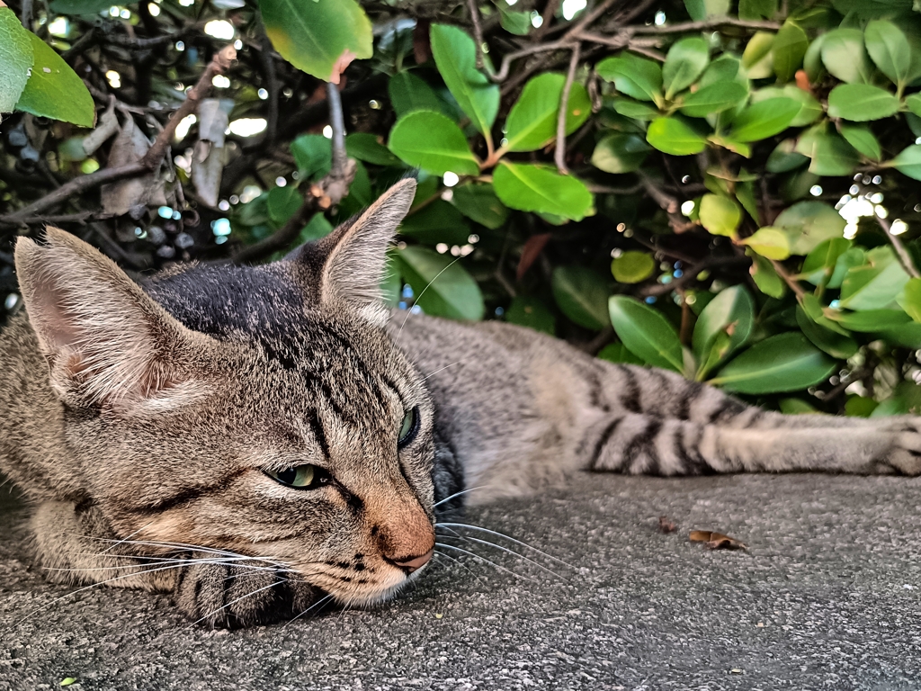 猫をダメにする岩場