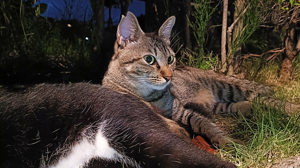 猫100%クッション