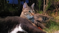 猫100%クッション