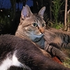 猫100%クッション