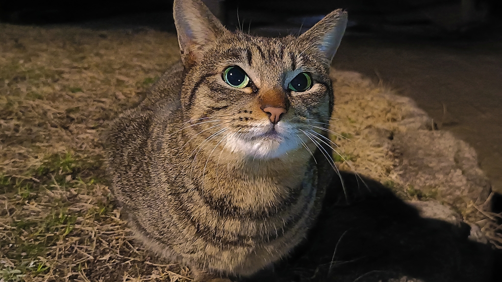 すまし顔