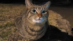 すまし顔