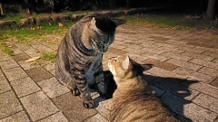 圧