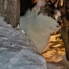 雪国の猫