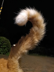 その振り込み大丈夫かにゃ？