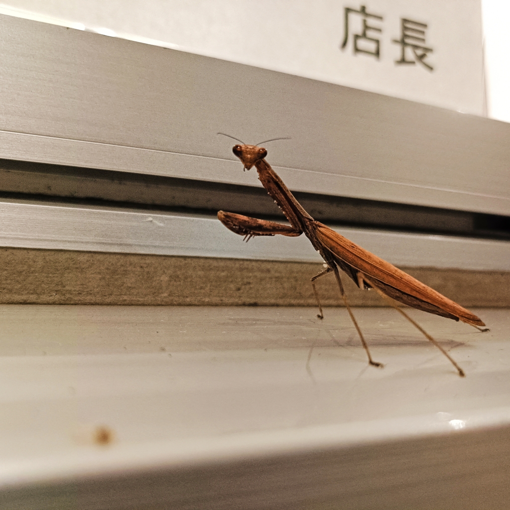 いらっしゃいませ〜っ