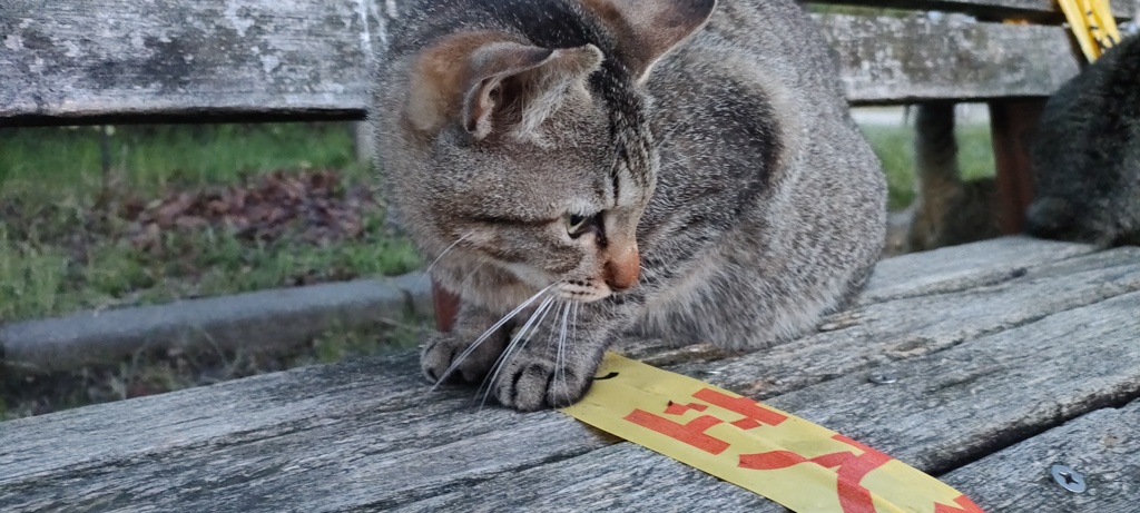 ソンナノカンケーネ！