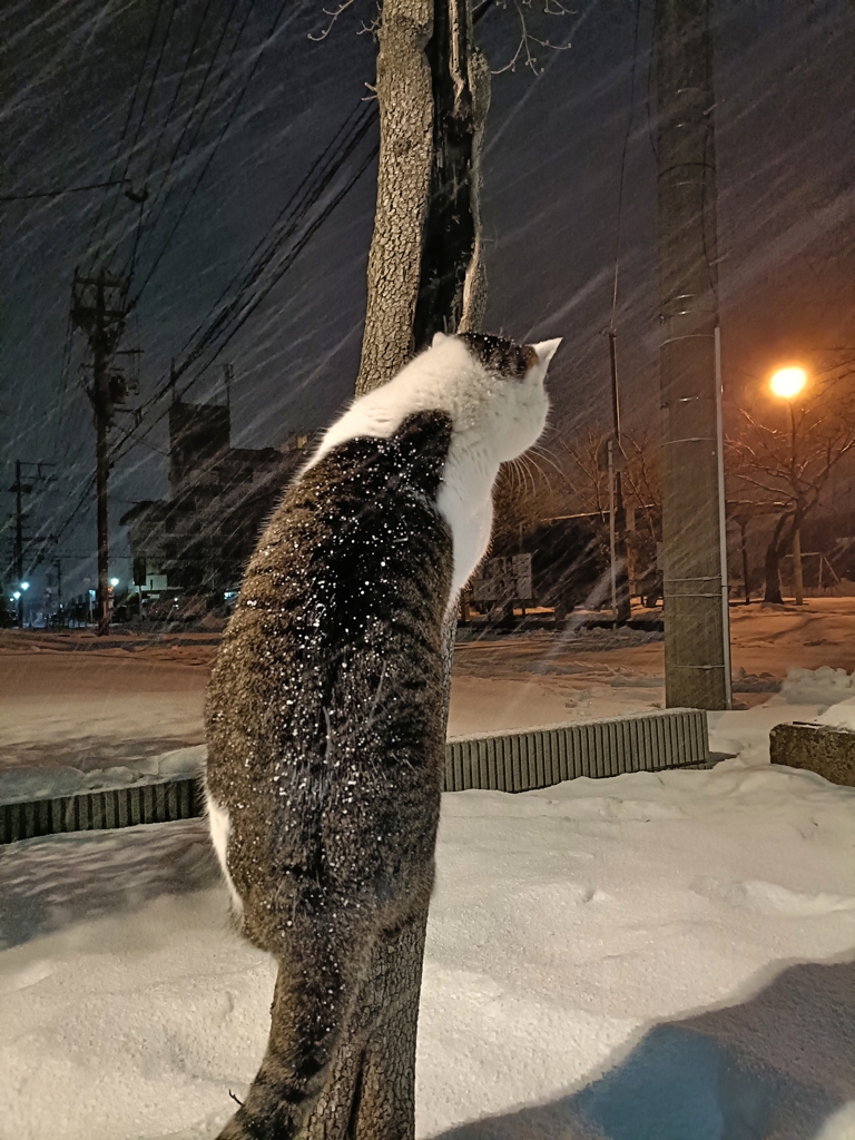 ニャッハー！！雪だ！！
