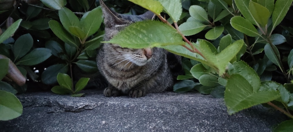 容疑者Aにゃん