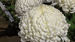 菊祭り⑦