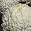 菊祭り⑦