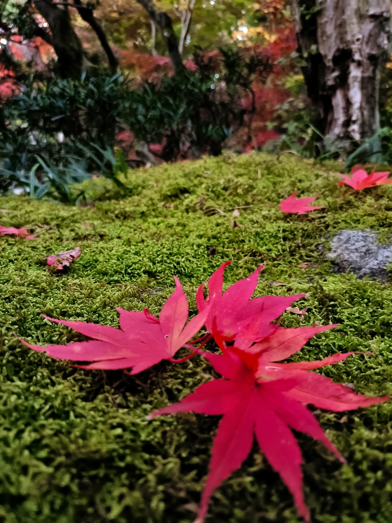 旧齋藤家別邸。小さい秋