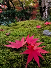 旧齋藤家別邸。小さい秋