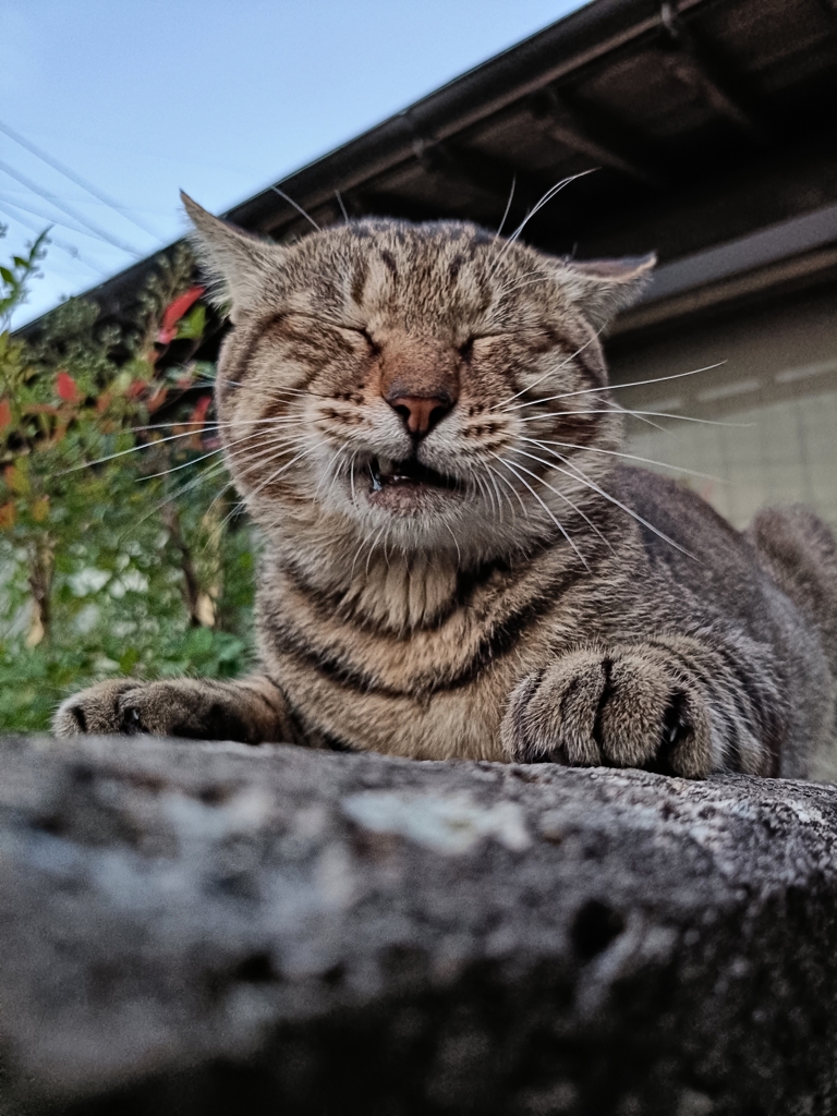 奥歯にほうれん草が・・・・