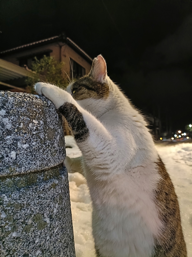 白茶猫のタンゴ