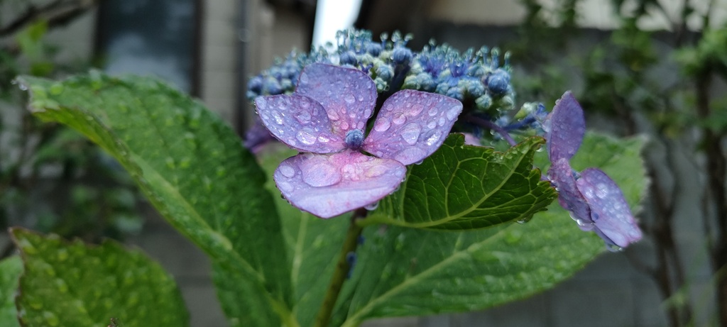 恵みの雨
