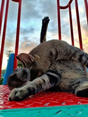 朝のラジオ体操