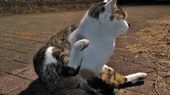 つまみ食いしたの、だ〜〜れだ！！