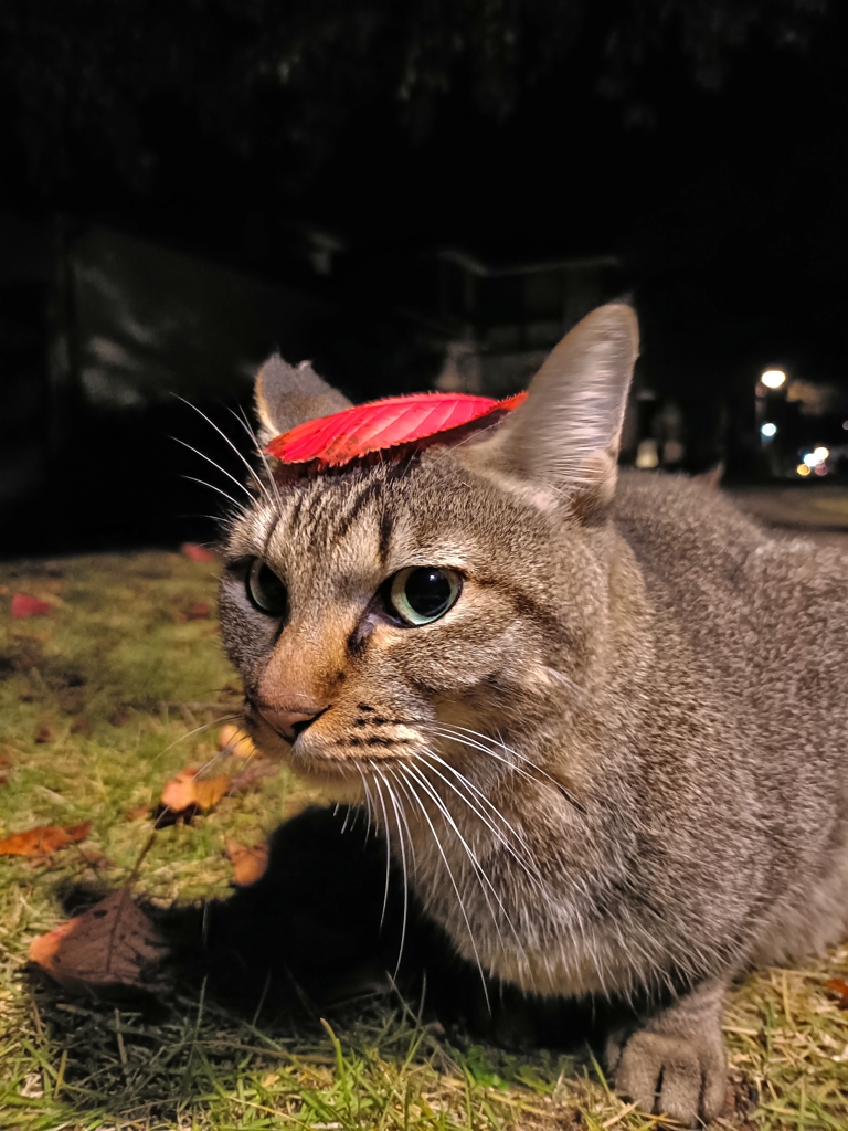 彩（いろ）付くタヌキ