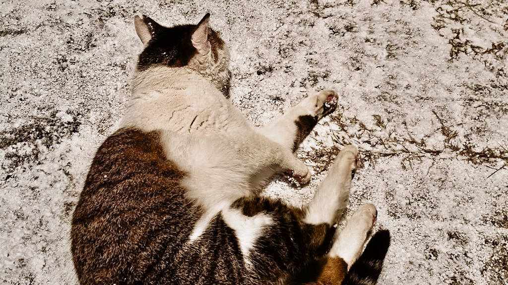 海老猫
