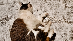 海老猫
