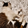 海老猫