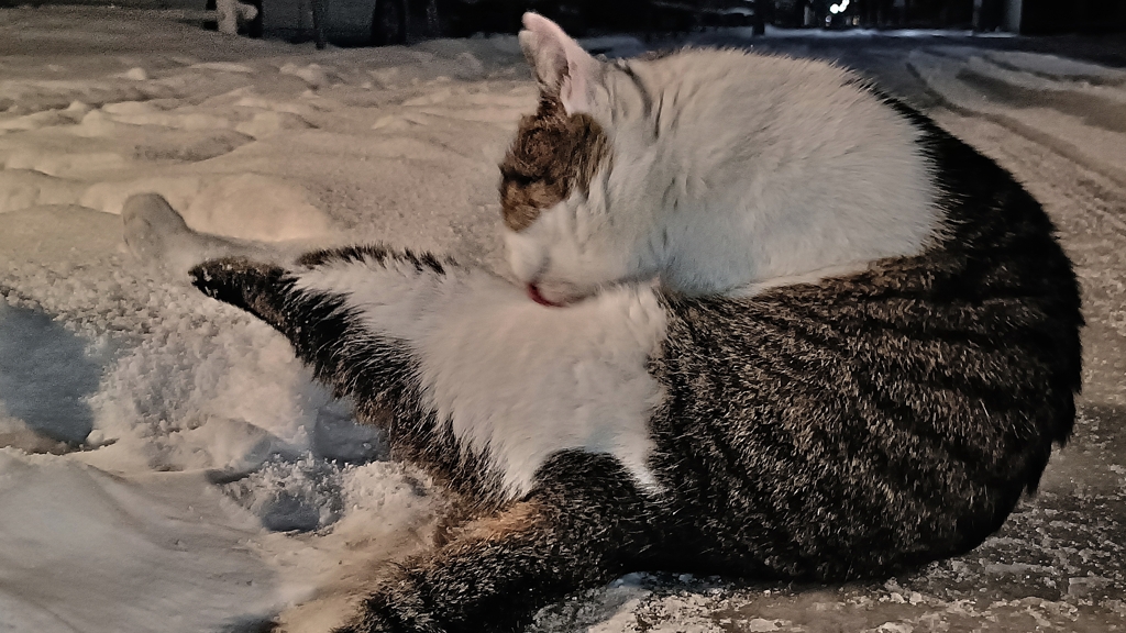 良い子（猫）は真似しないように