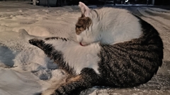 良い子（猫）は真似しないように