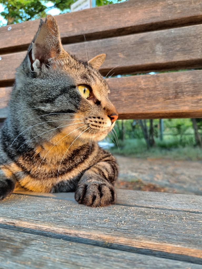 朝だにゃ〜