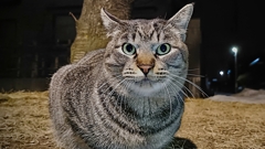きょとん
