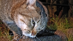 将棋で王手をかけられた猫