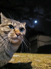 寒月の月と猫