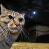 寒月の月と猫