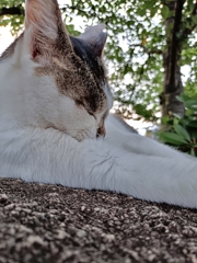 うたた寝