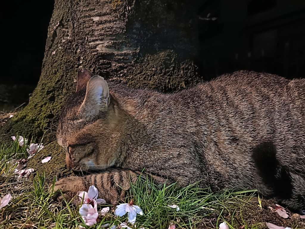地域猫ナンバー・・・・ZZZzzzzzzzz。