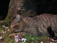 地域猫ナンバー・・・・ZZZzzzzzzzz。