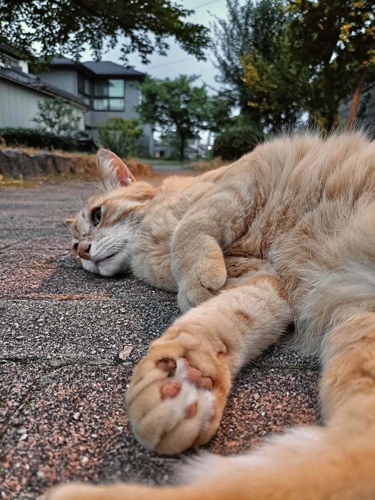 マッタリの極み