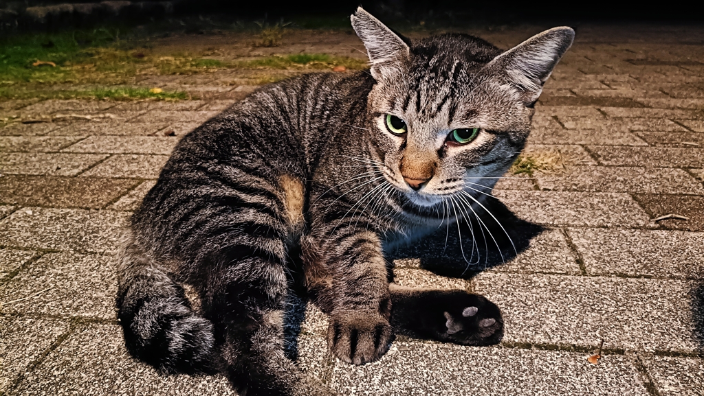 ストレッチネコ