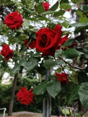 紅