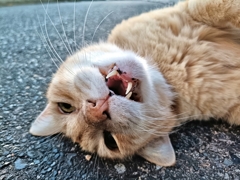 にゃ〜。出勤時間が迫るニャ〜〜〜。嫌だニャ〜。