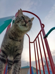 猫とスベリ台