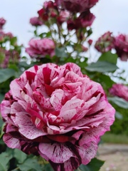 薔薇