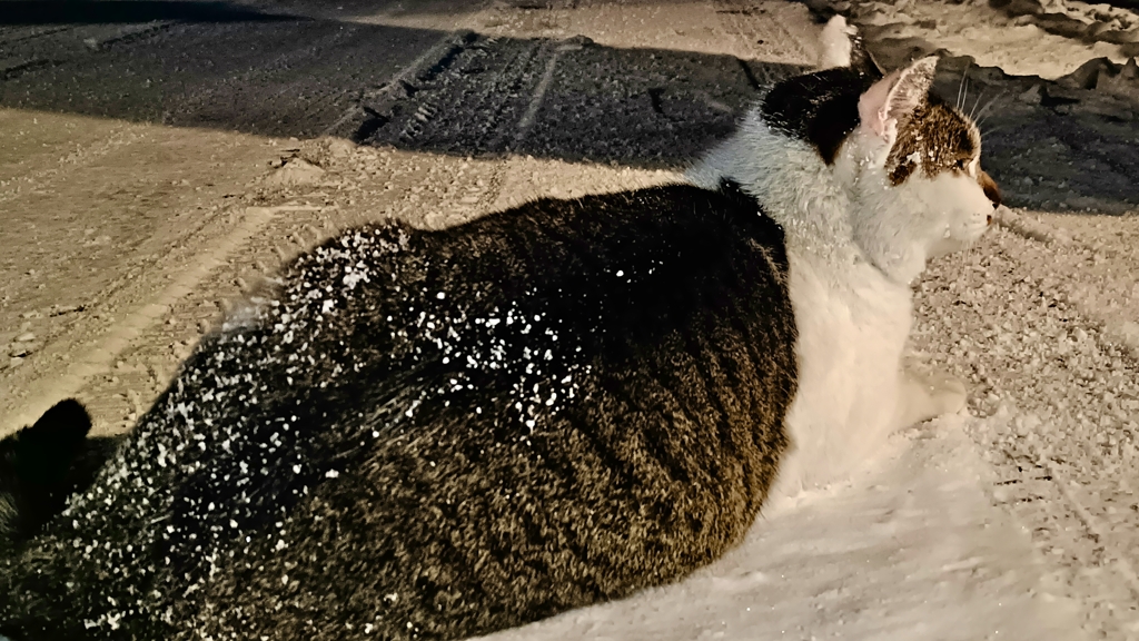 雪だぁ！！