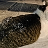雪だぁ！！