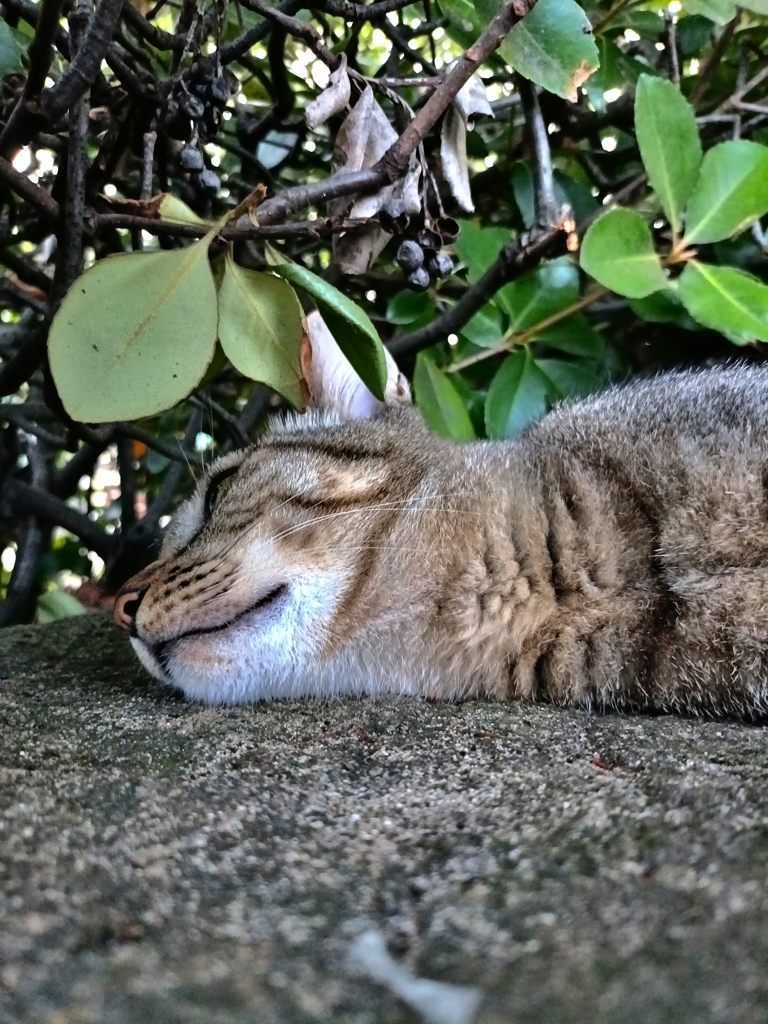 ・・・・あっ。蜘蛛の巣。