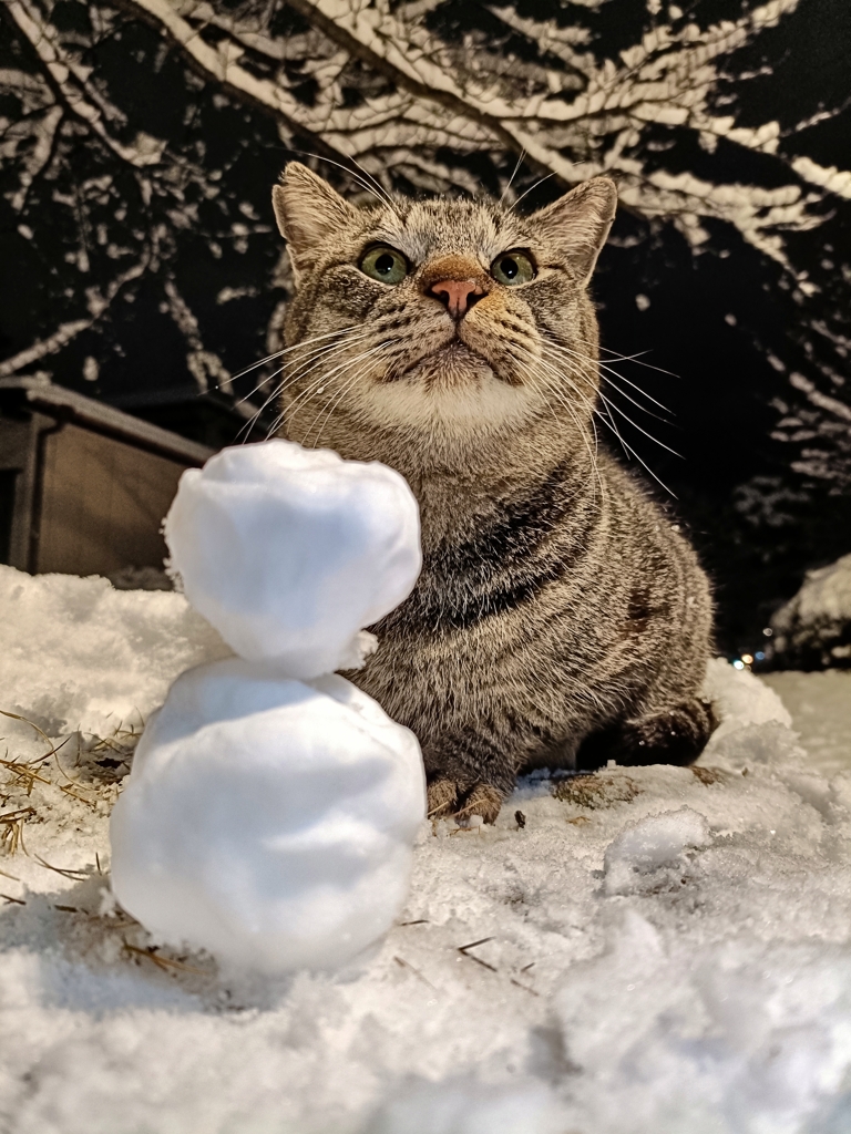 雪だるま＆猫だるま