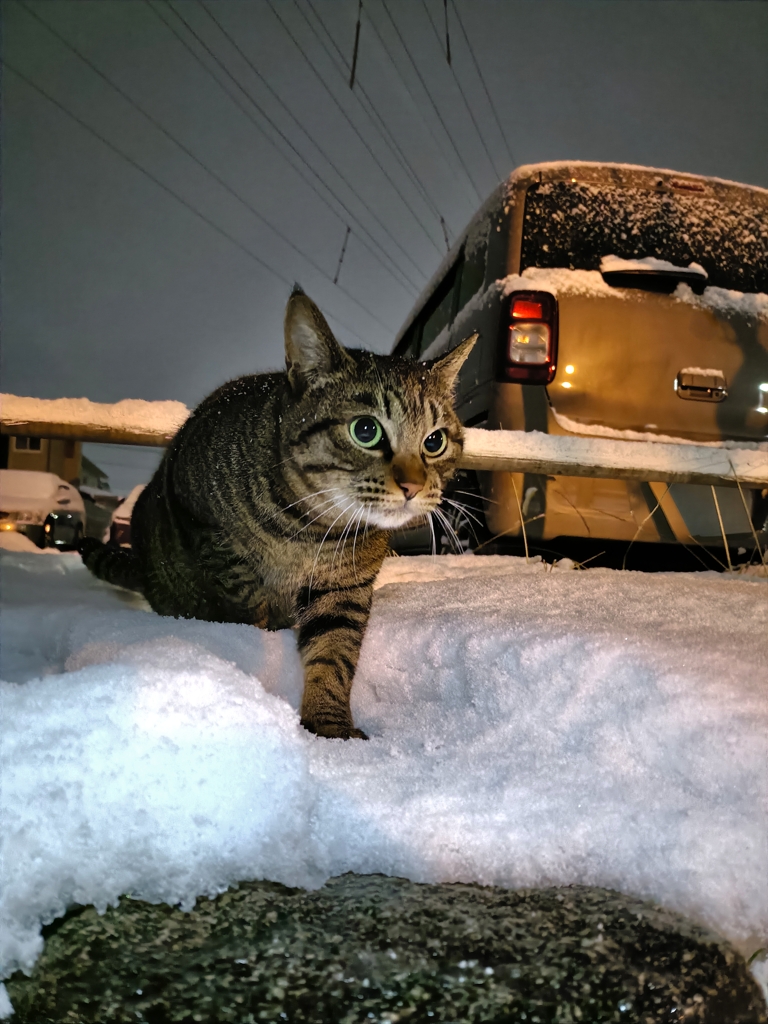 2026。初地域猫。