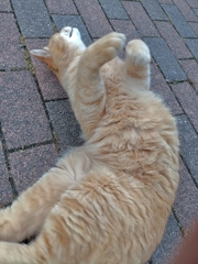 よっこらしょ。どっこいしょ。