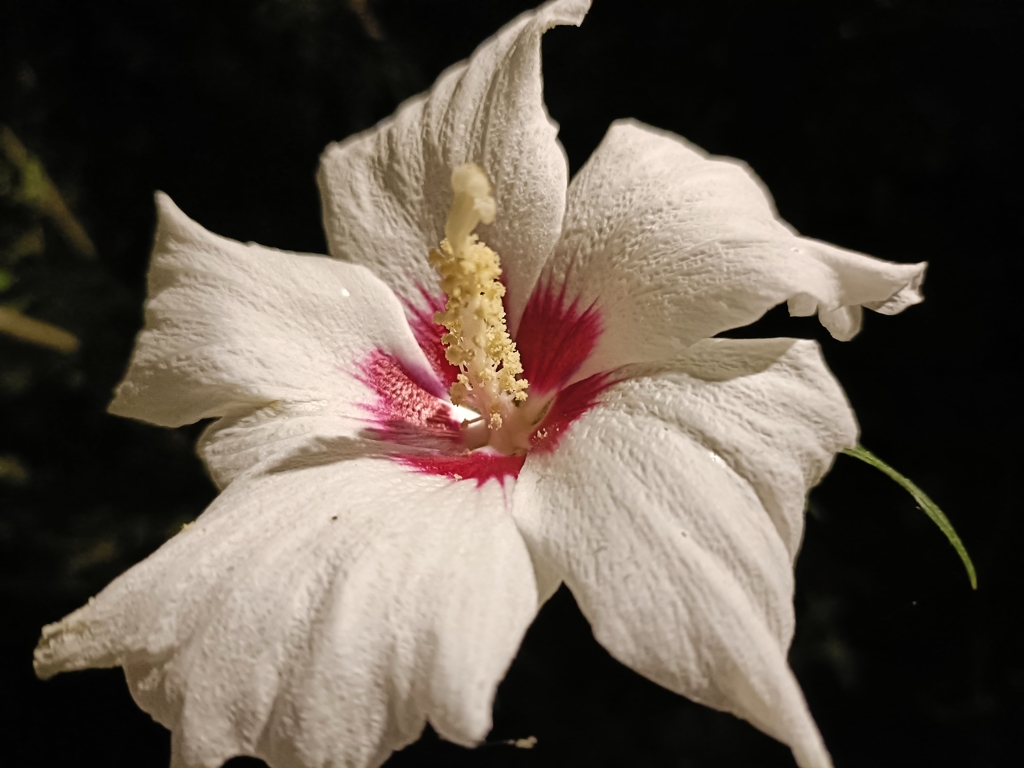 夜に踊る貴婦人